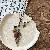 Bohemian Feather Star Oval Necklace Retro Ethnic Long Clavicle Chain - 1# Large Feather Star Oval Necklace
