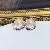Wholesale Gold Plated Pearl Zircon Earrings for Women - 1318B Pink
