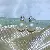 Wholesale Freshwater Pearl Stud Earrings 925 Silver - 1390A golden white beads (8-8.5MM)