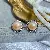 Wholesale Gold Plated Pearl Zircon Earrings for Women - 1418B Pink
