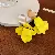 Wholesale Yellow Freshwater Pearl Butterfly Earrings for Retail - Steel Needle-Yellow Rose