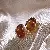 Tiger Eye Stone Silver Needle Earrings Wholesale Quality Assured - 2# silver needle oval resin earrings (real gold plating)