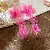 Wholesale Resort Handmade Chiffon Flower Pearl Tassel Earrings for Retailers - 19# silver needle-dark pink